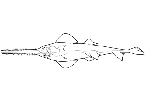 Smalltooth Sawfish (Pristis Pectinata) Coloring Page